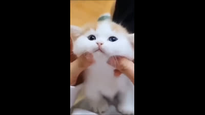 ? cute funny cats