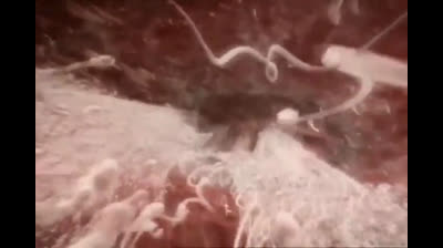 El milagro de la vida. The miracle of life.