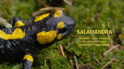 Salamandra