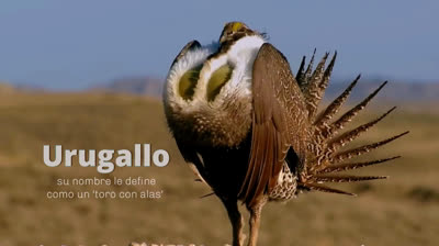 Urugallo
