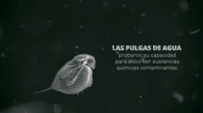 Las pulgas de agua