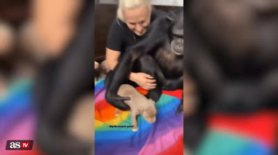 Reaktion eines Schimpansen, als er zum ersten Mal einen Welpen sieht