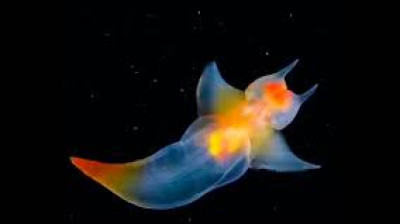 Voici le spectaculaire "Ange de la mer"