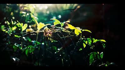 no al maltrato animal