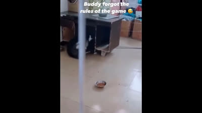 Videos cortos de humor y risas