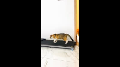 Short Videos of Laughs and Funny Falls