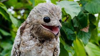 Voici l'oiseau potoo, l'un des oiseaux les plus rares au monde