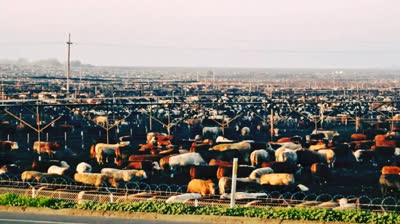 Vegano - Basta ya -Video cancion