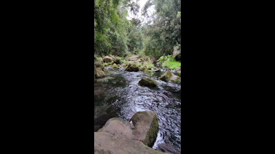 Bosques