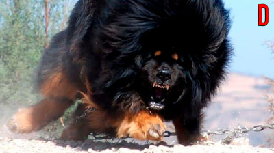 As 10 maiores e mais perigosas raças de cães do mundo #cães #top10 #cachorro