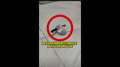 KILLER MOUSE picks up a KNIFE!?