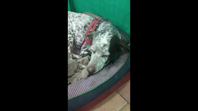 Celina guardiana de  la casa