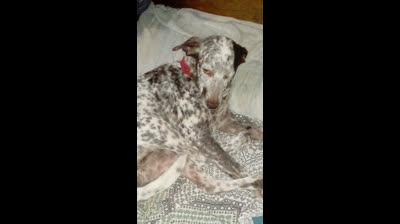 Mi casa huele a perro