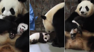 Die Reaktion eines Pandabären, als ihr Junges zurückgebracht wird