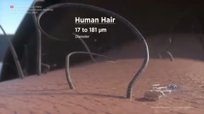 Kuriositäten der Mikrowelt