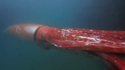 Riesenkalmar in Japan gefilmt