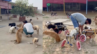 Ein Mann widmet sich der Hilfe für Hunde mit physischen Problemen