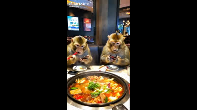 THE MONKEYS EATING