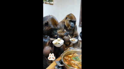 THE MONKEYS Eating