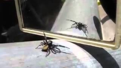 Spinne sieht sich zum ersten Mal im Spiegel