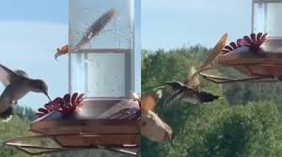 Kampf zwischen Kolibri und Gottesanbeterin