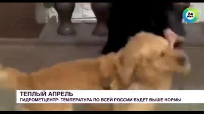 Ein Hund stiehlt einem Journalisten das Mikrofon live im Fernsehen!!!