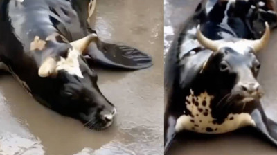 Eine Robbe mit dem Gesicht einer Kuh!!!