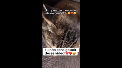 Gatinho imitando a sua tutora. Rsrs