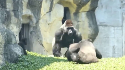 Ein Gorilla trennt einen Kampf zwischen zwei seiner Artgenossen