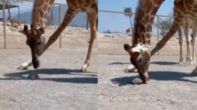 Giraffe hilft einer Schildkröte schneller zu gehen